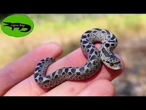 The Cutest Snakes EVER! - Searching for Southern Hognose Snakes in the Florida Sandhills!