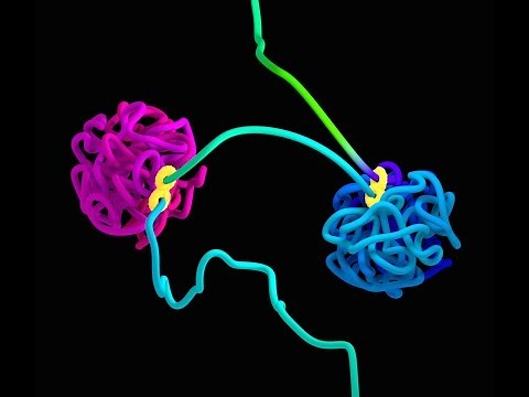 How does DNA fold? The loop extrusion model