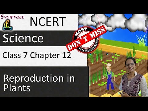 NCERT Class 7 Science Chapter 12: Reproduction in Plants (NSO/NSTSE) | English
