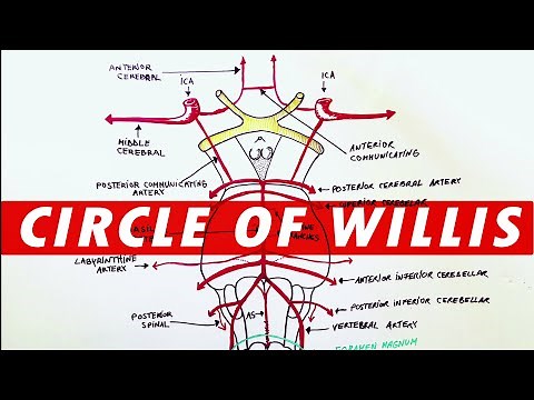 Anatomy - Blood supply to the brain (Circle of Willis)