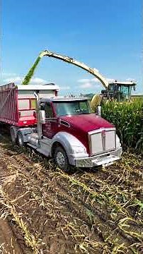 Illinois Corn Silage Harvest 2025