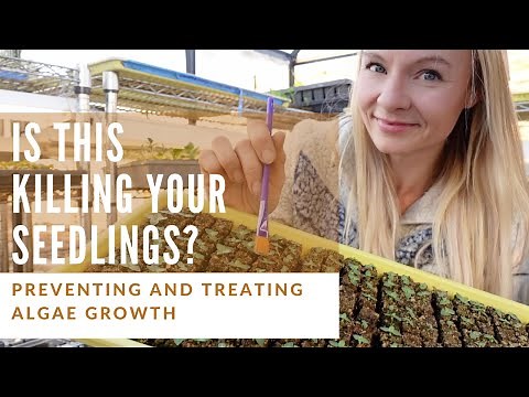 Treat and prevent algae growth in seedlings!