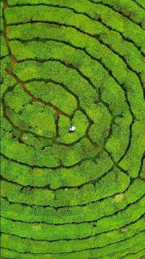 Tea Plantation, Munnar | Kerala