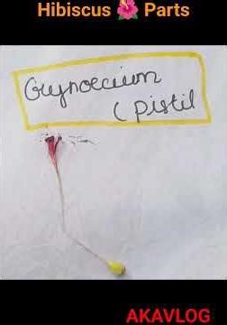 Hibiscus Dissection | Parts of Hibiscus | AKAVLOG