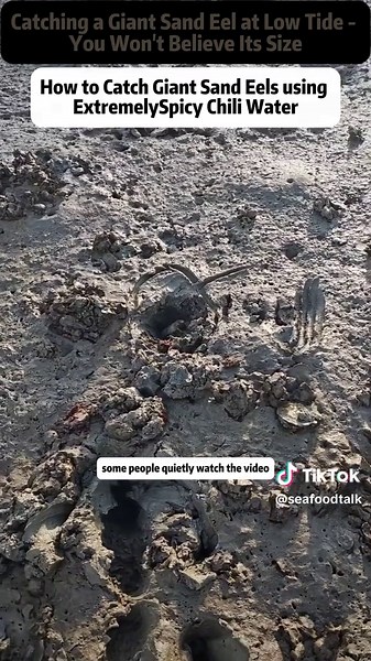Catching Giant Sand Eels at Low Tide Adventure