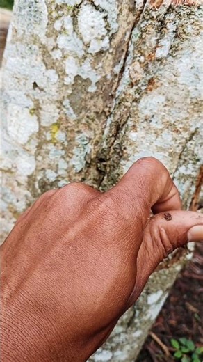 What is this bee called in your place? #videoshort