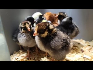 How To Care For Baby Chicks [Day One]