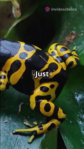 Most Colorful Reptiles in the World