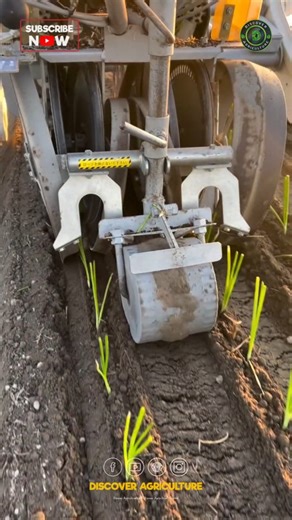 Introducing the latest in agricultural technology: the vegetable planting machine. This innovative piece of equipment revolutionizes the way we approach planting, significantly increasing efficiency and productivity on farms. Designed to automate the tedious and labor-intensive task of planting seeds, it ensures precise spacing and depth for optimal growth conditions. With its user-friendly interface, farmers can easily set parameters according to crop requirements. By reducing manual labor, thi