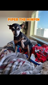 22K views · 2.4K reactions | Piper hates it when I go to work. He knows when I'm changing into work clothes. This has been a morning routine in our closet for 5 years at this house. #Minpin #minpinsrule #dogsoﬁnsta #seniordoglove #blinddog #deafdog #dogdementia #sundowners #rescuedog #mansbestfriend #pipertheminpin #doglife #doglife #cutedogs #cuteseniordog #dogdad #dogdaddy | Dennis Gerard | Facebook