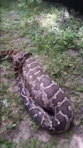Python snake eats dog in kerala 🐍