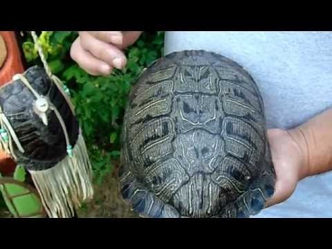 13 Moons on turtles back a Native American calendar.