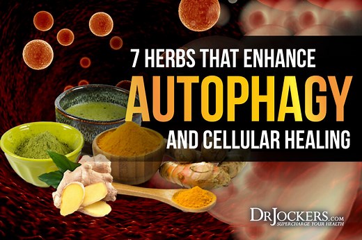 7 Herbs That Enhance Autophagy and Cellular Healing