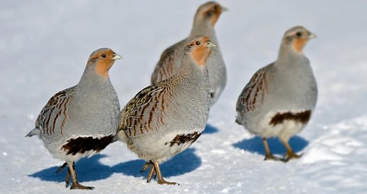 Gray Partridge Identification, All About Birds, Cornell Lab of Ornithology