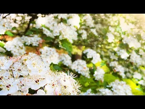 Free Nature Motion Background - Blossoms of Spring - Instant Digital Download