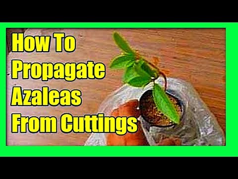 How To Grow Azaleas From Cuttings: Azalea Propagation From Cuttings