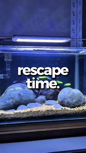 Creating Stunning Hardscape Aquariums with Rocks