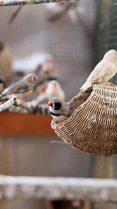 3K reactions · 22 shares | A calm moment inside the finch aviary. Zebra finches resting on their nest baskets with soft natural colors and peaceful vibes. #finch #zebrafinch #finchaviary #birdlovers #naturephotography | Indra Prihantoro | Facebook