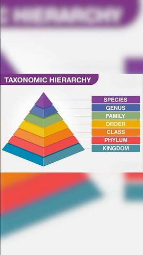 📌 Taxonomic Hierarchy – The Ladder of Classification 🌿🔬
