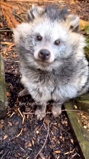 🦝✨ The Mysterious Tanuki – Japan’s Shape-Shifting Trickster! 🌀 #TanukiLegends #tanuki