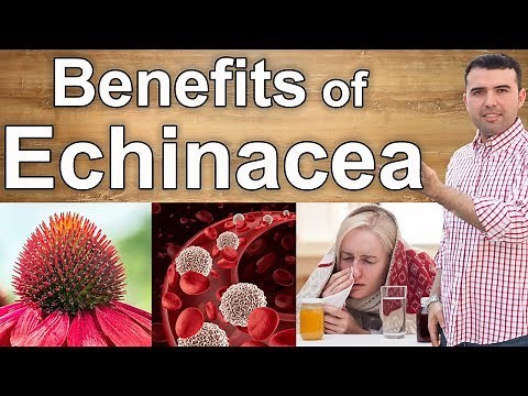 9 Benefits of Echinacea - From the Cold to Cancer