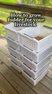 1.4M views · 23K reactions | Here’s a step by step guide on how to grow fodder for your livestock! #livestock #fodder #farmanimals #farming #chickens #chicken #backyardchickens #poultry #crazychickenlady #theeastonhomestead #homesteader #homesteading #homestead | Hannah Easton | Facebook