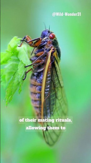 The African Cicada: Unveiling the loudest insect in the world. 🐞 #fact #animals #cicada