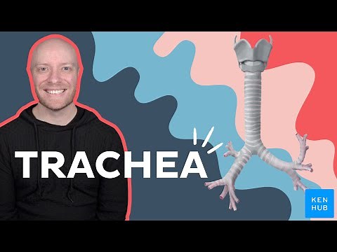 Anatomy & function of the trachea | Kenhub