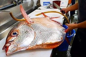 Japanese Fishmongers Prepare Giant Opah (Moonfish)