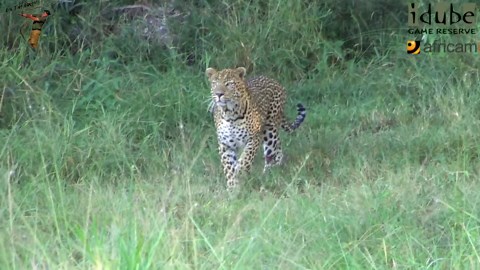 Graceful Male Leopard Run