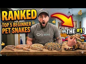 5 Snakes That MAKE Perfect Beginner SNAKES! EVERYONE Recommends The Wrong Snake!