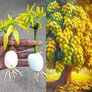 1.7K reactions · 205 shares | Grow mango from cuttings using natural rooting onion | Method of rooting in Chicken egg | Rana Craft | Facebook