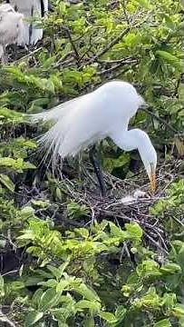 Great Egret Feeding Chick | Wakodahatchee Wetlands Wildlife Florida