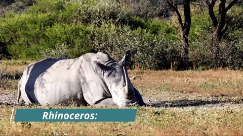 Explore the Diverse Wildlife of Africa