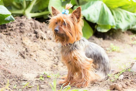 10 Best Yorkshire Terrier Rescues for Adoption (2025): Our Top 10 Picks!