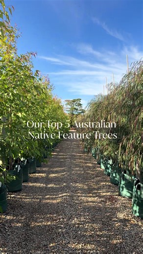 Evergreen Trees Direct on TikTok