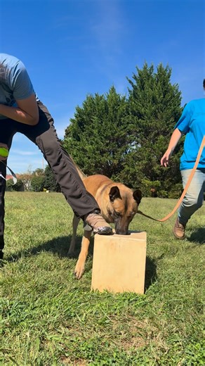 Ball popper session in slow motion 🎾 This new group of detection dogs is progressing through the early stages of behavior shaping. #slowmo #dogtraining #fyp #BallDrive #detection | Tactical Police K9 Training