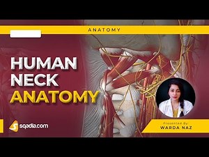 Human Neck Anatomy | Sternocleidomastoid Muscle and Function | Omohyoid Muscle