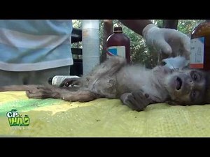 Injured Baby Monkey !