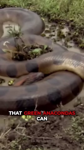 Could You Escape an Anaconda’s Grip Before It’s Too Late?