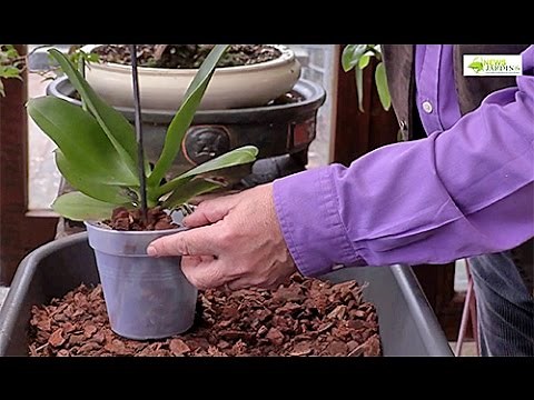 HOW TO PROPERLY REPOT AN ORCHID (PHALAENOPSIS)
