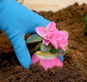 8.5M views · 41K reactions | ¡Excelentes trucos de plantación para el hogar y el jardín!: | Ideas en 5 minutos Niños | Facebook