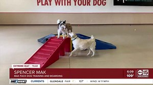 How to keep your dogs safe, cool, and active during the summer heat