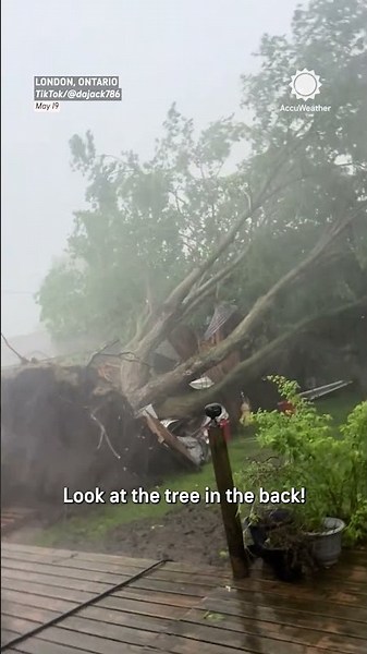 Massive Tree Crashes Down During Storm