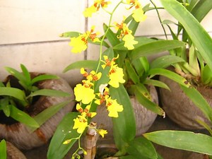 Orchid Life Cycle 101: Steps of Your Orchid’s Life — Orchideria