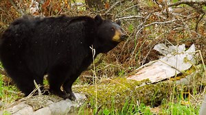 40K views · 147 shares | There's a reason the term "mama bear" is applied to mothers who are fiercely protective of their young. | National Geographic Animals | Facebook