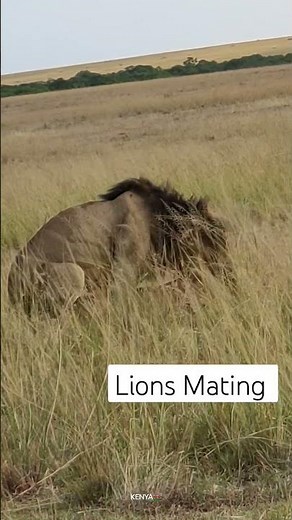 Lions Mating