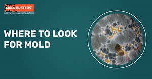 Where Does Mold Grow | Common Places for Household Mold