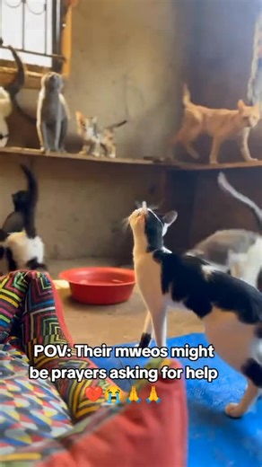 Kalanzi Collins on Instagram: "Please don’t go donate any 1$ to help feed thses babies 3x a day please 🙏 any thing you share with us helps PayPal me link in boi please 🙏 #help #goviral #fypシ #goviral #usa🇺🇸"