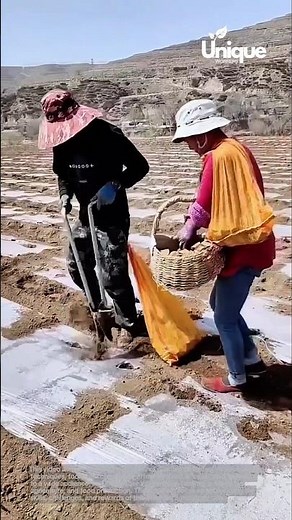 Farming for beginners: a simple guide to planting potatoes